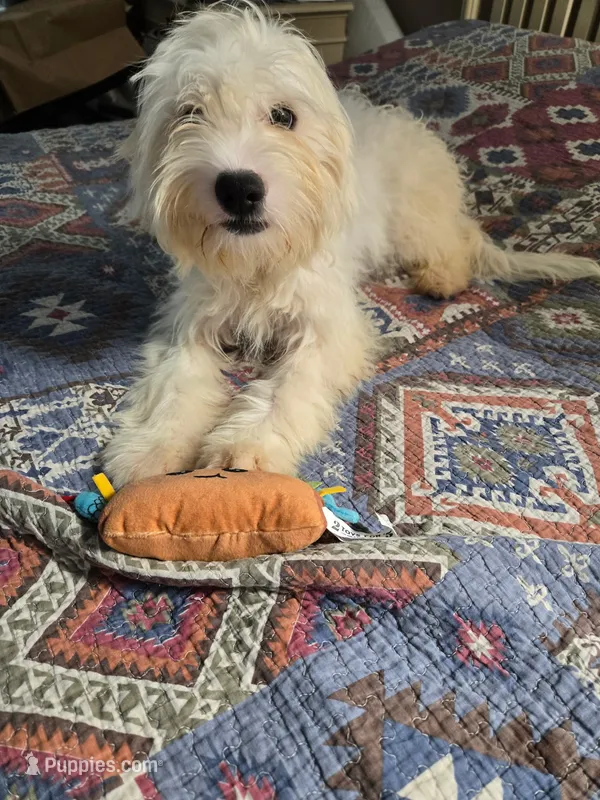 Lenny – Shih Tzu, Bichpoo puppy for sale in Fayetteville, NC