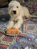 Lenny, a female Shih Tzu and Bichpoo for sale in Fayetteville, NC – 1 of 3