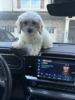 Chloe, a female Shih Tzu and Bichpoo for sale in Fayetteville, NC – 4 of 8