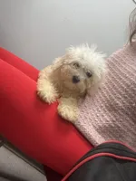 Mimi, a female Bichon Frise and Shihpoo for sale in Fayetteville, NC – 4 of 4