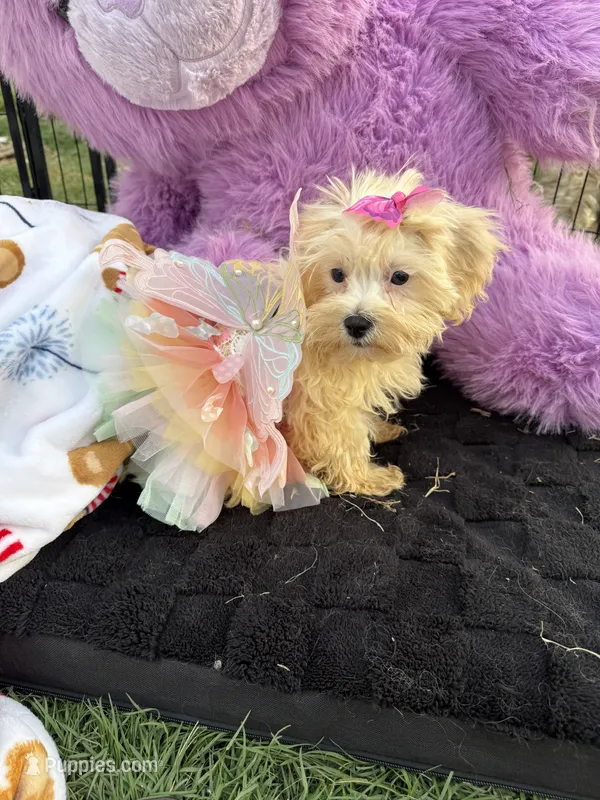 Willow – Bichon Frise, Shih Tzu puppy for sale in Fayetteville, NC