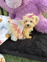 Willow, a female Bichon Frise and Shih Tzu for sale in Fayetteville, NC – 1 of 10