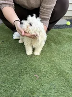 Chip, a male Shih Tzu and Bichpoo for sale in Fayetteville, NC – 5 of 6