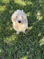 Colton, a male Shih Tzu and Bichpoo for sale in Fayetteville, NC – 5 of 7