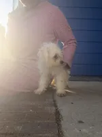 Peppa, a female Bichon Frise and Shihpoo for sale in Fayetteville, NC – Photo 2 of 2