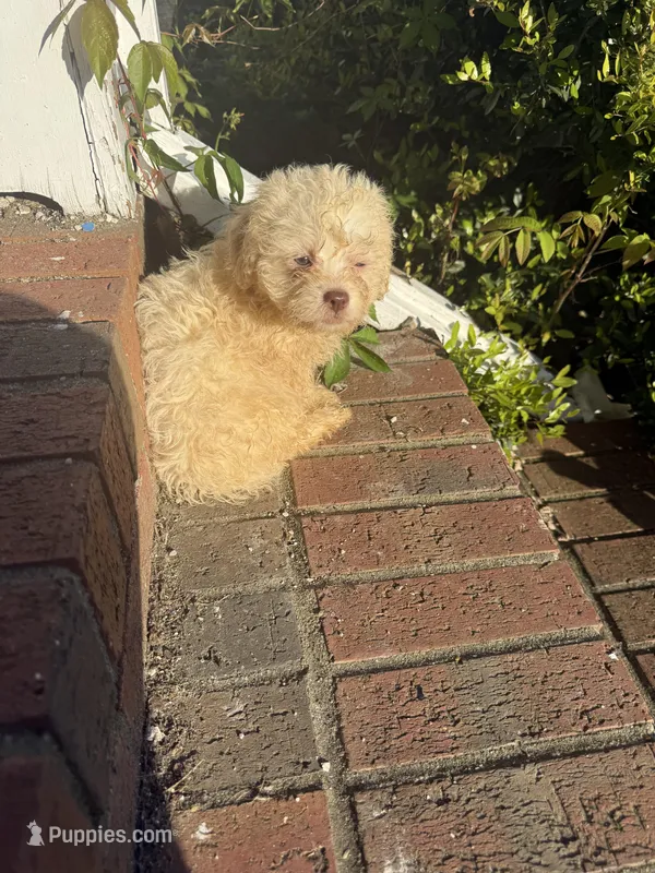 Peppa – Bichon Frise, Shihpoo puppy for sale in Fayetteville, NC