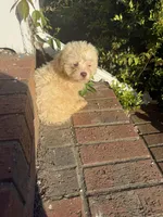 Peppa, a female Bichon Frise and Shihpoo for sale in Fayetteville, NC – Photo 1 of 2