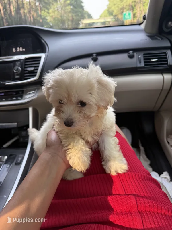 May – Bichon Frise, Shihpoo puppy for sale in Fayetteville, NC