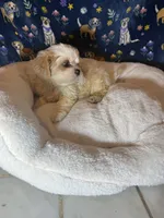 processed/edf1c7fb-dfea-4143-9672-b452f61e0e64/listing/5b3178c9-1b50-4557-942e-99be1f967bde/d0130c80-e08c-4dac-9da1-c164364bde87