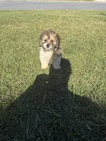 Fudge, a male Bichon Frise and Shihpoo for sale in Fayetteville, NC – 3 of 5