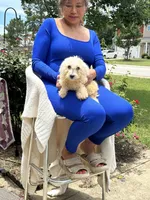 Lollipop , a male Bichon Frise and Shih Tzu for sale in Fayetteville, NC – 4 of 4