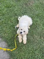  Potty trained Luna, a female Bichon Frise and Shichon for sale in Fayetteville, NC – 5 of 7