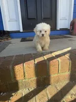 Thumbelina, a female Bichon Frise and Shih Tzu for sale in Fayetteville, NC – Photo 2 of 3