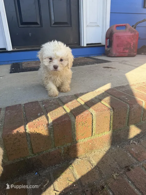 Thumbelina – Bichon Frise, Shih Tzu puppy for sale in Fayetteville, NC