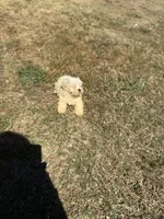 Thumbelina, a female Bichon Frise and Shih Tzu for sale in Fayetteville, NC – Photo 3 of 3