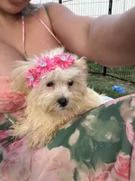 Willow, a female Bichon Frise and Shih Tzu for sale in Fayetteville, NC – 5 of 9