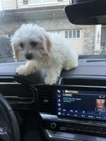 Chloe, a female Shih Tzu and Bichpoo for sale in Fayetteville, NC – 3 of 8