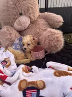 Snickers , a female Shichon for sale in Fayetteville, NC – 5 of 10