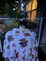 Hershey, a female Shih Tzu and Bichpoo for sale in Fayetteville, NC – 3 of 6