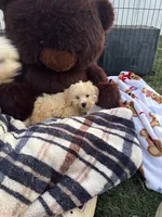 Jellybean , a male Bichon Frise and Shih Tzu for sale in Fayetteville, NC – 4 of 6