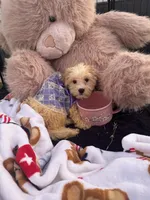 Snickers , a female Shichon for sale in Fayetteville, NC – 9 of 10