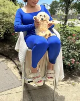 Lollipop , a male Bichon Frise and Shih Tzu for sale in Fayetteville, NC – 3 of 4