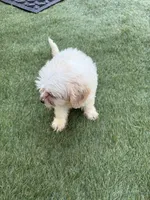 Cheddar , a male Shih Tzu and Bichpoo for sale in Fayetteville, NC – 3 of 6