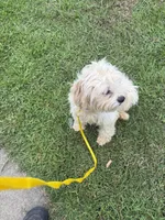  Potty trained Luna, a female Bichon Frise and Shichon for sale in Fayetteville, NC – 3 of 7