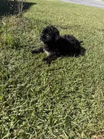 Chocolate, a male Shih Tzu and Bichpoo for sale in Fayetteville, NC – 3 of 6
