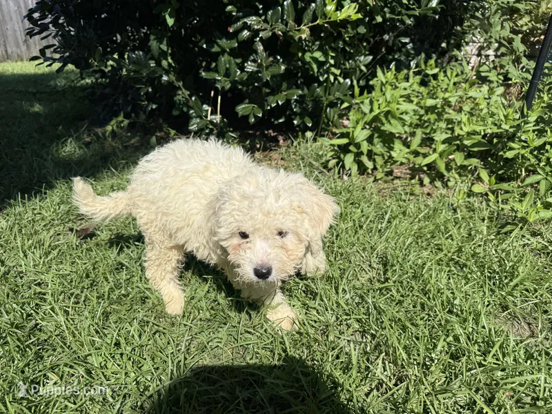 Colton – Shih Tzu, Bichpoo puppy for sale in Fayetteville, NC