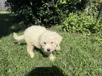 Colton, a male Shih Tzu and Bichpoo for sale in Fayetteville, NC – 1 of 7