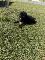 Chocolate, a male Shih Tzu and Bichpoo for sale in Fayetteville, NC – 5 of 6