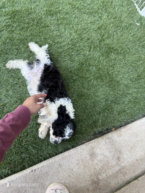 Rufus  – Shih Tzu, Bichpoo puppy for sale in Fayetteville, NC