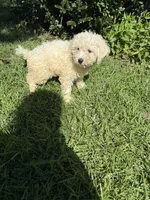 Colton, a male Shih Tzu and Bichpoo for sale in Fayetteville, NC – 6 of 7