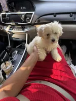 May, a female Bichon Frise and Shihpoo for sale in Fayetteville, NC – 4 of 5