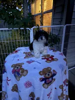 Hershey, a female Shih Tzu and Bichpoo for sale in Fayetteville, NC – 2 of 6