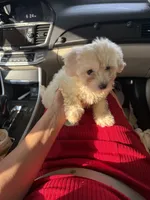 May, a female Bichon Frise and Shihpoo for sale in Fayetteville, NC – 2 of 5