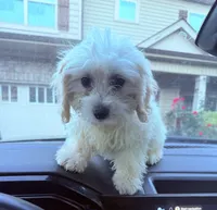 Chloe, a female Shih Tzu and Bichpoo for sale in Fayetteville, NC – 5 of 8