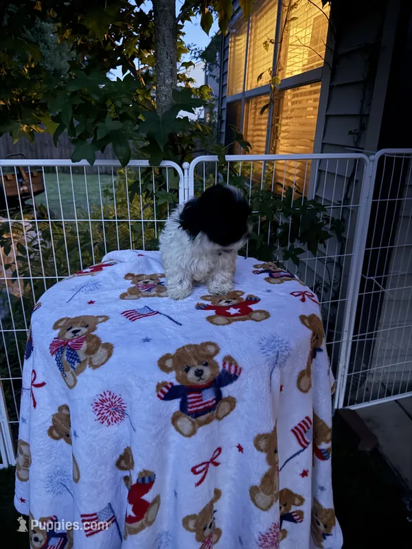Hershey – Shih Tzu, Bichpoo puppy for sale in Fayetteville, NC