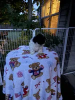 Hershey, a female Shih Tzu and Bichpoo for sale in Fayetteville, NC – 1 of 6