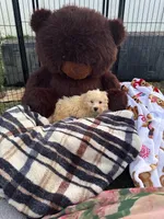 Jellybean , a male Bichon Frise and Shih Tzu for sale in Fayetteville, NC – 5 of 6