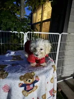 Charlie, a male Bichon Frise and Shih Tzu for sale in Fayetteville, NC – 4 of 4