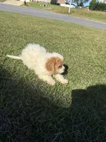 Sadie, a female Bichon Frise and Shihpoo for sale in Fayetteville, NC – 1 of 9