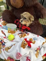 Cookie, a male Bichon Frise and Shih Tzu for sale in Fayetteville, NC – 4 of 10