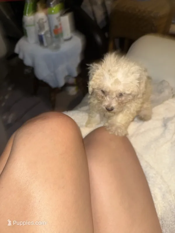Leo – Bichon Frise, Shih Tzu puppy for sale in Fayetteville, NC