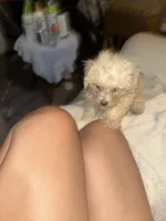 Leo, a male Bichon Frise and Shih Tzu for sale in Fayetteville, NC – 1 of 2