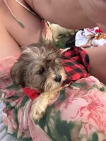 Cookie, a male Bichon Frise and Shih Tzu for sale in Fayetteville, NC – 3 of 10