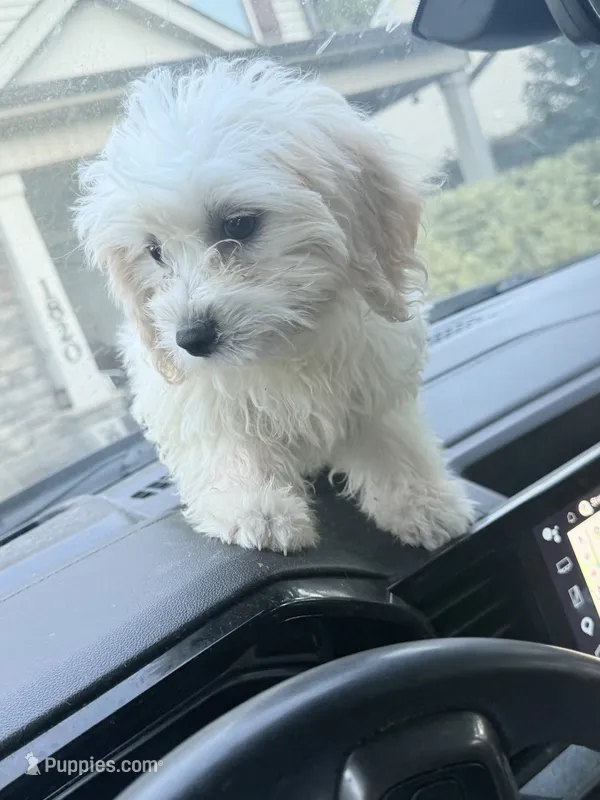 Chloe – Shih Tzu, Bichpoo puppy for sale in Fayetteville, NC