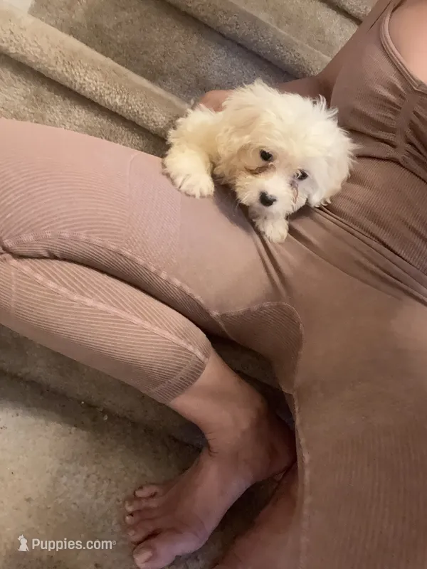 Happy  – Bichon Frise, Shihpoo puppy for sale in Fayetteville, NC