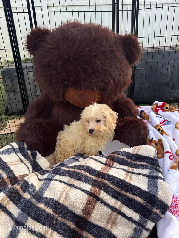 Jellybean  – Bichon Frise, Shih Tzu puppy for sale in Fayetteville, NC
